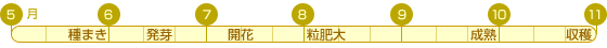 白花豆カレンダ