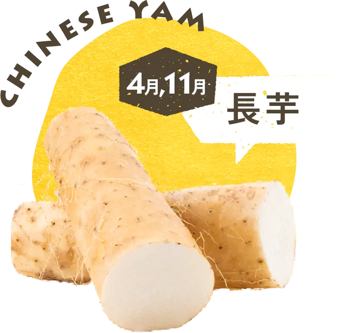 4月11月 長芋