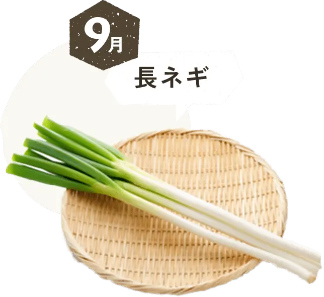 9月 長ネギ