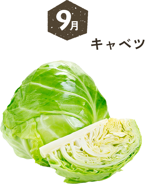 9月 キャベツ