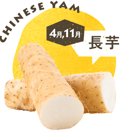 4月11月 長芋