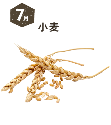 7月 小麦