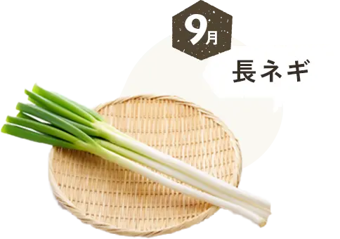 9月 長ネギ