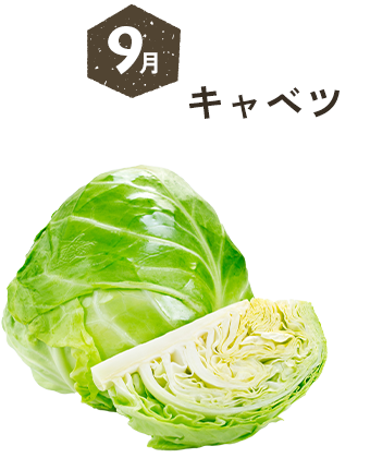 9月 キャベツ